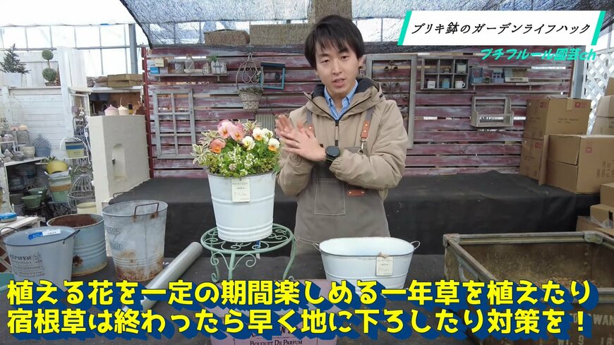 ブリキ鉢は一年草がおすすめ