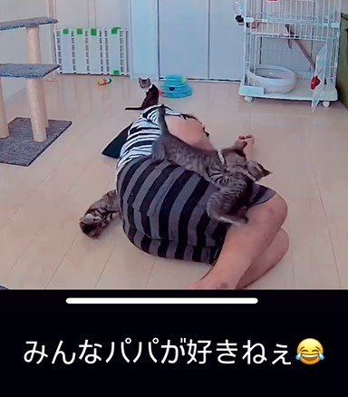 パパと猫