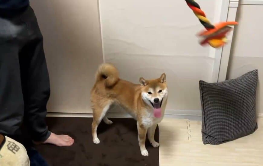 柴犬と飼い主とおもちゃ