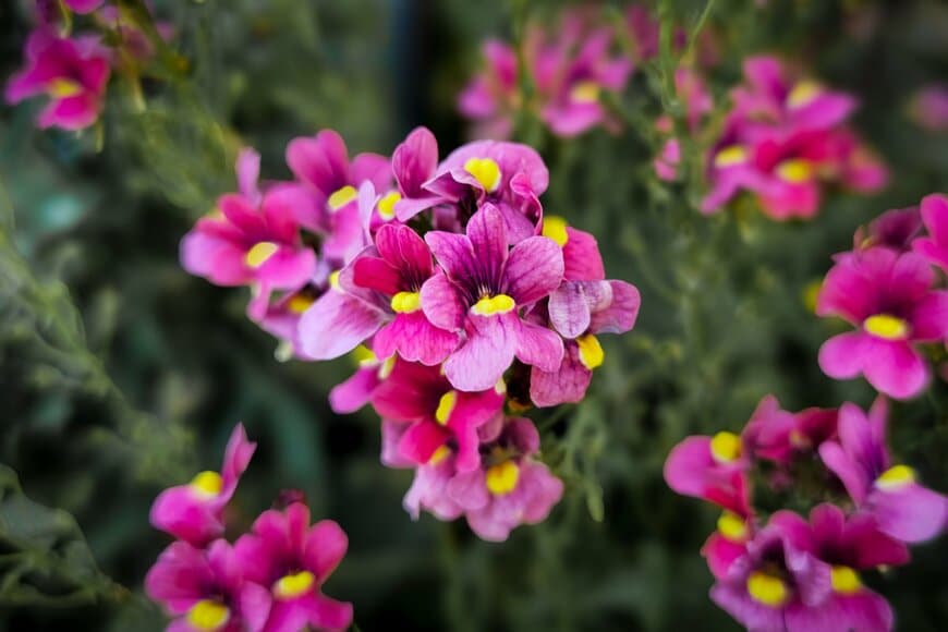 濃いピンクの花を咲かせている、宿根ネメシア