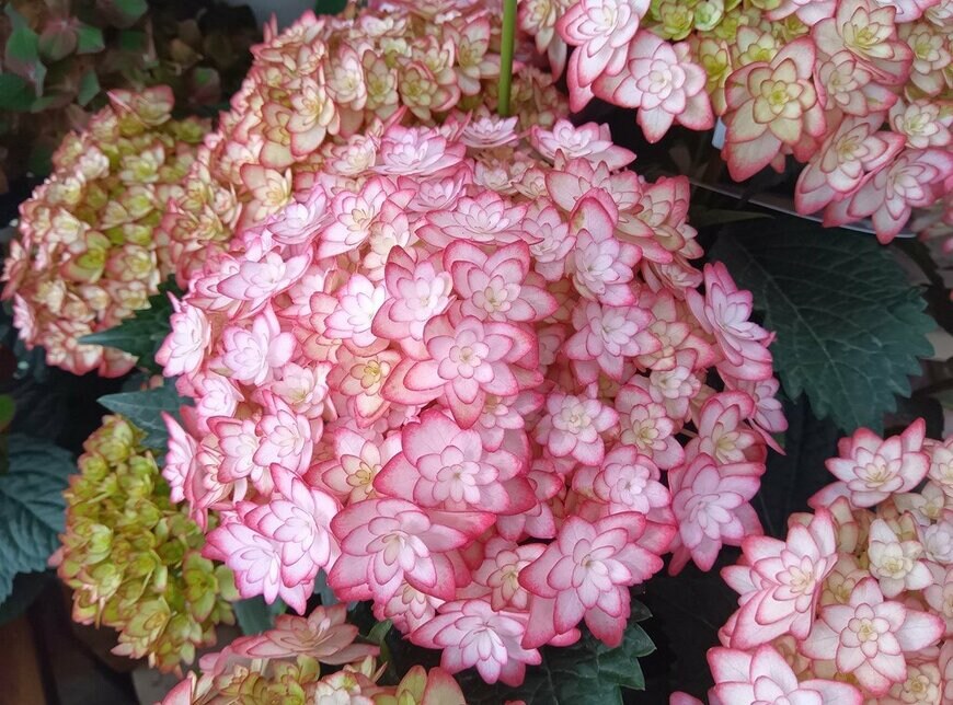 花びらの縁が濃いピンク色の、ヒナマツリ・ルナ