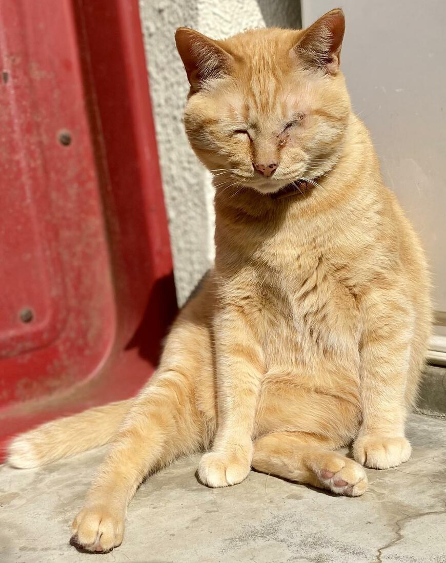 陽だまりの猫