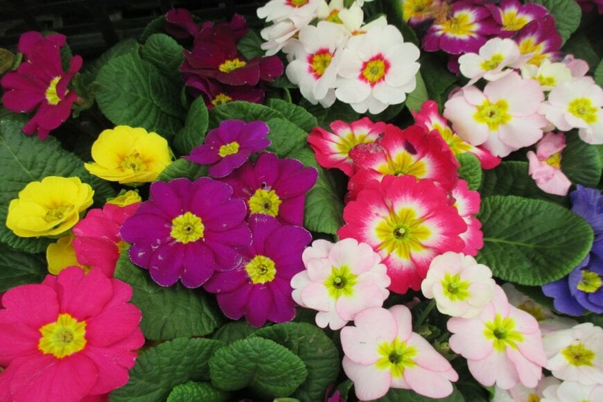 プリムラジュリアン。最も人気の品種で園芸店でよく見かける。株がコンパクトにまとまっているのが特徴。