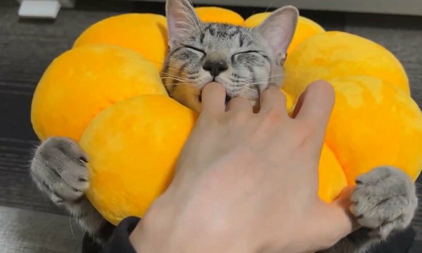 こねこねする猫