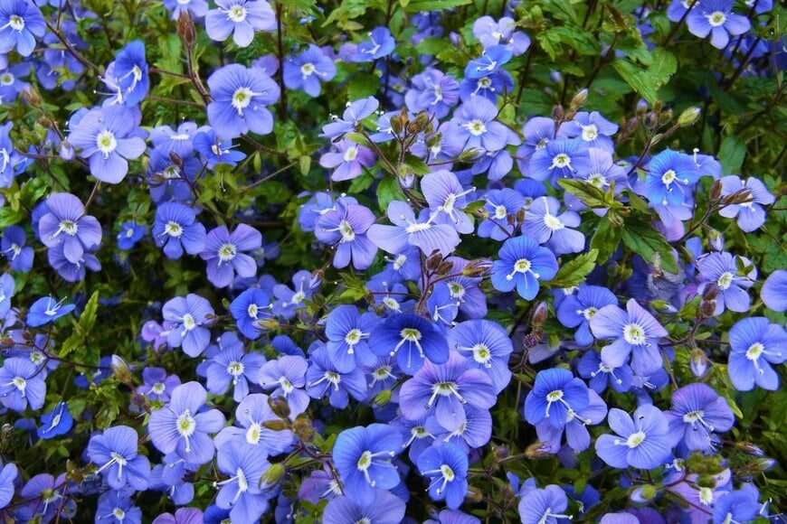 青紫のベロニカ・オックスフォードブルーの花々