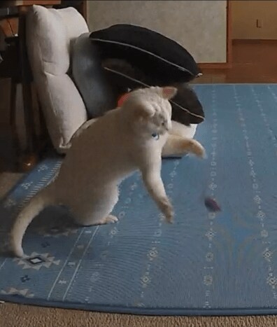 お留守番カメラに映った猫