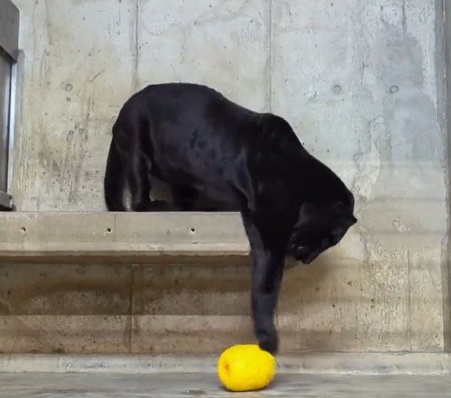 神戸市立王子動物園