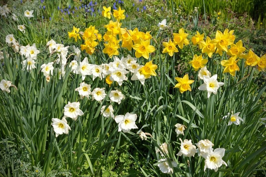 白や黄色の花を咲かせている、スイセン
