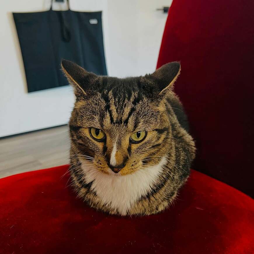 猫の「銀ちゃん（愛称）」