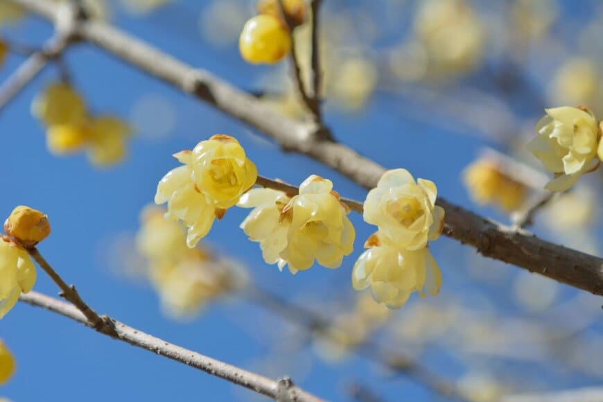 淡い黄色の花を咲かせている、ロウバイ