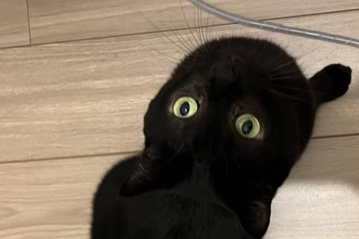 自宅でくつろぐ黒猫が「謎の生物」に変身 想像の斜め上を行くフォルム