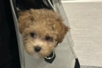 バッグに入って顔を出す子犬→次に見せた「一瞬の行動」に思わず目を疑う