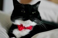 【猫は液体】正真正銘、猫ちゃんのはずが？！→「コーヒーになってる」と話題に