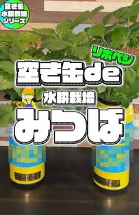【リボベジで食費の節約】半年で13回収穫できた《ミツバの水耕栽培》土もプランターも不要です