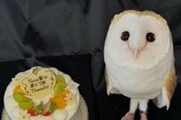 7歳の誕生日を迎える「フクロウの様子」がかわいすぎる…　「ビジュが爆発してますね」