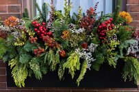 【ガーデニングの美学】冬の寄せ植えが「映える」3つのコツ。”思わずお庭に出たくなる” おすすめ植物も紹介！