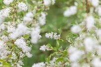 洋風ガーデンの目隠しに【おしゃれ＆ローメンテな生垣】おすすめ常緑樹6選！日陰向きの庭木も