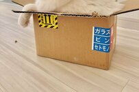 「クロネコさんから届いた」キメ顔ではみ出る保護猫さんが話題