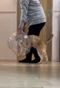 【金魚鉢を片付けようと思ったら…】飼い主さんのお手伝いがしたい猫　なんとも面白い表情に11万人が大爆笑