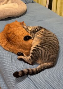 先輩猫に甘える後輩猫の表情に注目！後輩猫の鋭い視線に「お邪魔しました」のコメント