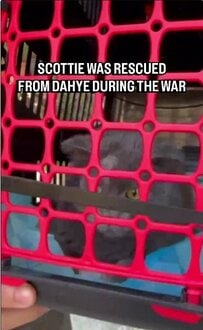 「スコッティ、おうちに迎えられる準備完了」戦争下のベイルートで保護された猫の壮絶な過去に反響