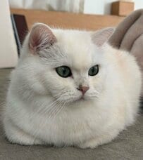 「見たね…」ぬいぐるみのようにかわいい美猫→振り返った表情の圧が強くて笑ってしまう