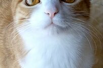 【1.8万いいね】ガンを飛ばせない姿が可愛すぎる猫