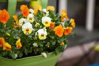 秋冬ガーデンにおすすめ「ビオラ・パンジー」違いと育て方のコツ