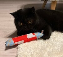 おやつを枕にくつろぐ猫ちゃん→「何か？」と文句ありげな視線に「笑ってしまった」