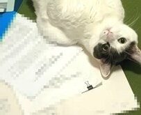 【反省してる？】イタズラを怒られた猫ちゃん→直後の「可愛いでしょアピール」に思わず笑顔