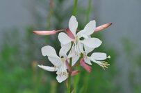 【ガーデニング】大人シックな秋の庭に植えたい「スタイリッシュな多年草」おすすめ7選