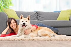 なぜか海外で「秋田犬」が意外なほど人気の理由
