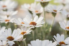 【春のガーデニング】人気のローダンセマム、白やピンクの可憐な花弁がオシャレ！