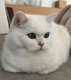「見たね…」ぬいぐるみのようにかわいい美猫→振り返った表情の圧が強くて笑ってしまう