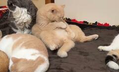 ホットカーペットを敷いた結果…猫6匹のくつろぎっぷりに3万6000いいね