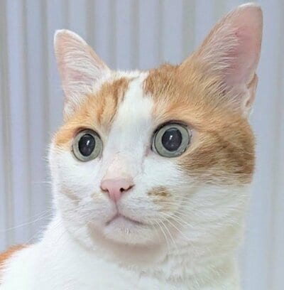 エルちゃんの表情をクローズアップ