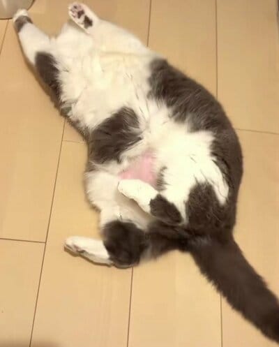 突然床にごろん へそ天姿もたまりません!