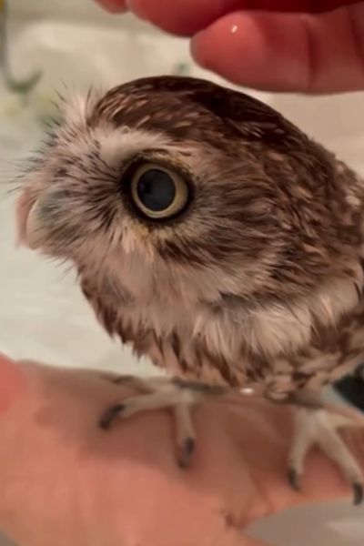 どこかを見るフクロウ