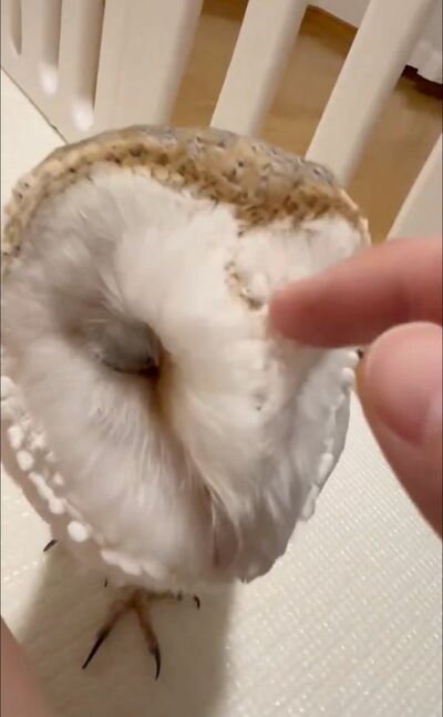 投稿動画のワンシーン