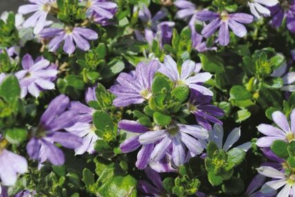玄関先も1苗でパッと華やか！今から秋まで長く咲く〈暑さに強い花〉3選で、節約ガーデニング。「八重咲きの花」に「ベルみたいな花」「真夏も満開の花」も