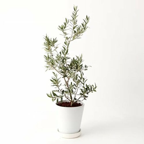 オリーブ 白丸鉢入り