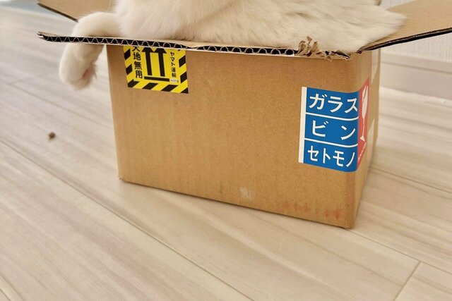 「クロネコさんから届いた」キメ顔ではみ出る保護猫さんが話題