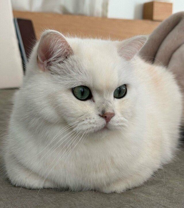 「見たね…」ぬいぐるみのようにかわいい美猫→振り返った表情の圧が強くて笑ってしまう