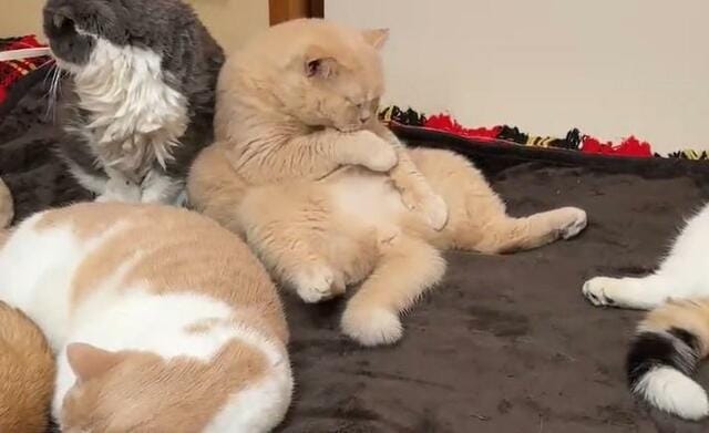 ホットカーペットを敷いた結果…猫6匹のくつろぎっぷりに3万6000いいね