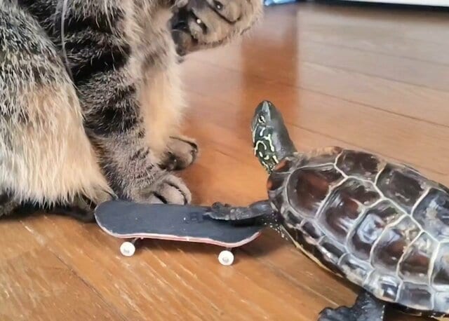 「お使いください」亀の謙虚な貢物と受け取る猫のやり取りが人間ぽくて笑ってしまう