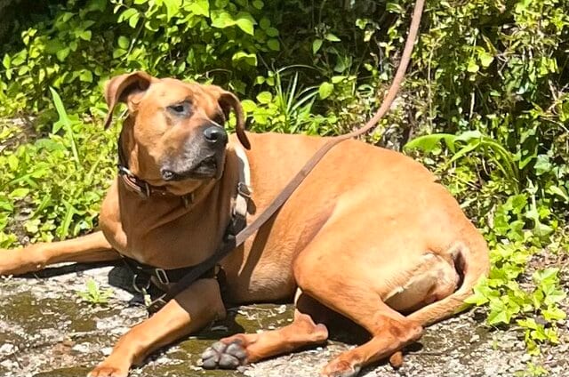 土佐犬に「暑いよ、中に入らないの？」と聞くと　会話が成立する様子に思わず驚き