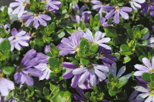 玄関先も1苗でパッと華やか！今から秋まで長く咲く〈暑さに強い花〉3選で、節約ガーデニング。「八重咲きの花」に「ベルみたいな花」「真夏も満開の花」も