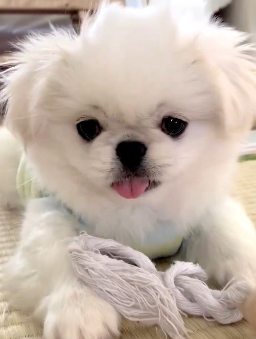 【写真1枚目/全7枚】子犬時代のムーチョくん。ふわふわ真っ白で、今よりあどけない表情が可愛いですね。