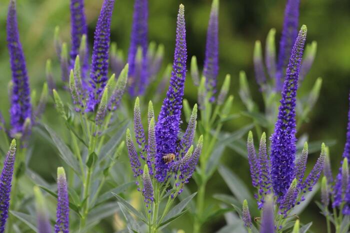 ベロニカの花が咲いている。色は紫