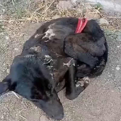 「バッグの中に入れられていた犬」体中に傷があり寄生虫だらけ…治療をして信頼関係を育み、他の犬との触れ合いやお散歩も楽しめるようになった姿に心が温まる